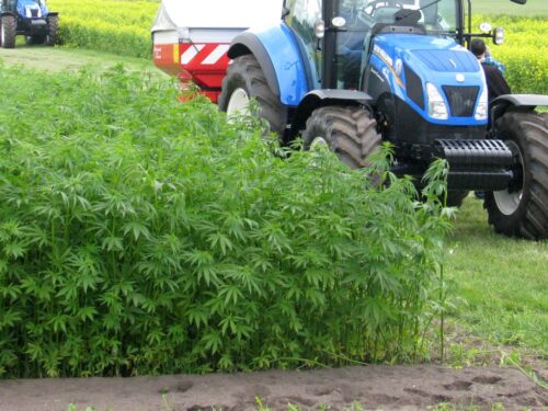 sachajko, konopie medyczne, konopie, marihuana medyczna