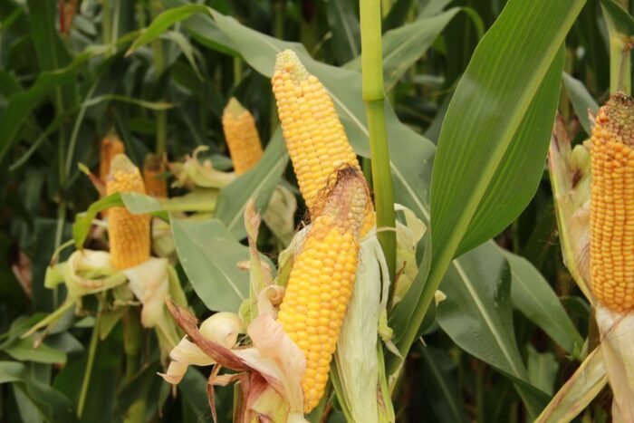 produkcja biokomponentów, biopaliwa, estry metylowe, KOWR