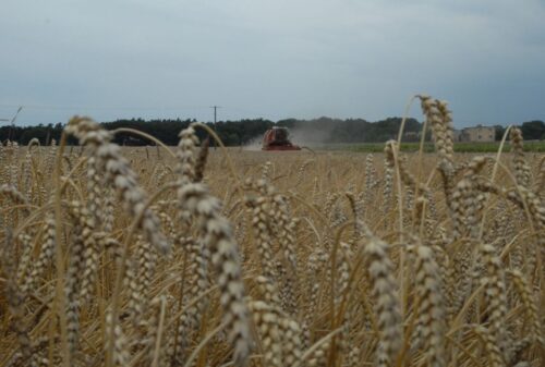Eksport pszenicy z krajów Unii Europejskiej może być rekordowy