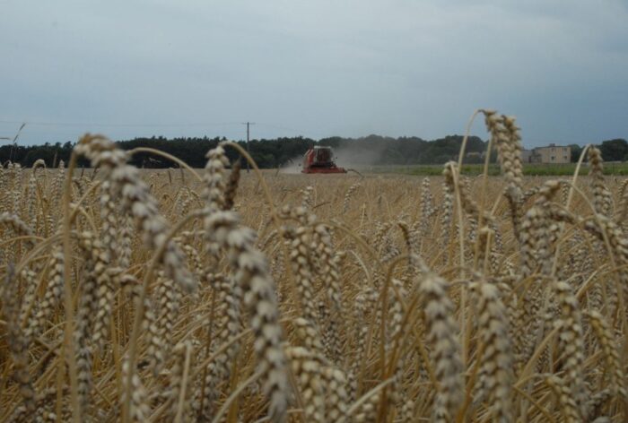 Eksport pszenicy z krajów Unii Europejskiej może być rekordowy