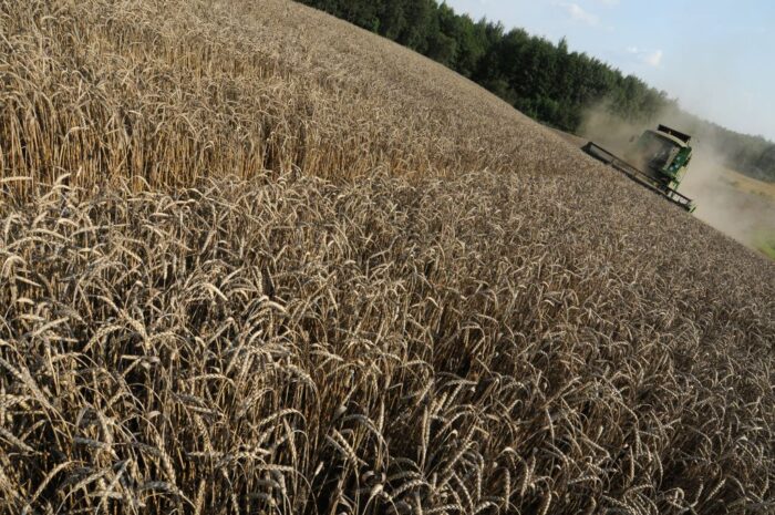 pszenica jara, pszenica ozima, Główny Urząd Statystyczny