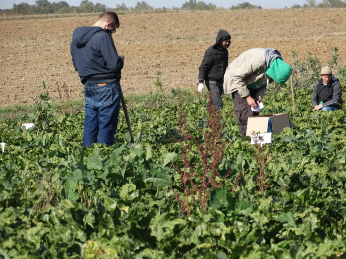 azot mineralny, buraki cukrowe, próby glebowe, plon korzeni buraków cukrowych