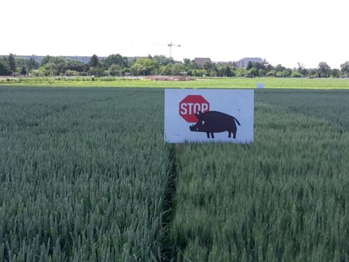 wir, wielkopolska izba rolnicza, problemy w rolnictwie, zboża, trzoda chlewna