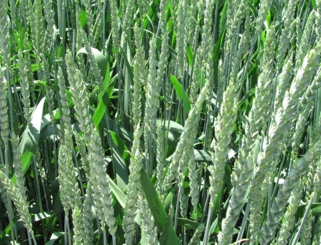 euronext w paryżu, cbot w chicago, notowania pszenicy, notowania kukurydzy