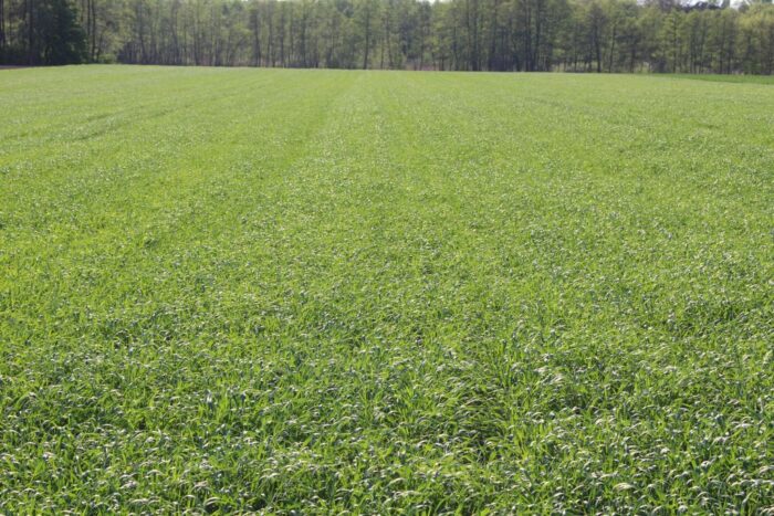 zapasy końcowe pszenicy, komisja europejska, rynek zbóż