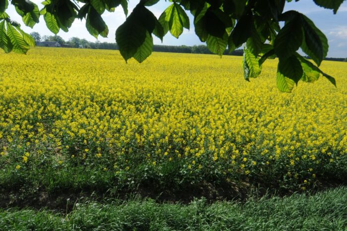 produkcja biopaliw w polsce, Adam Stępień, Krajowa Izba Biopaliw