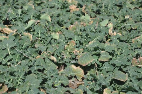 ochrona fungicydowa, rzepak ozimy, topsin, sumi agro