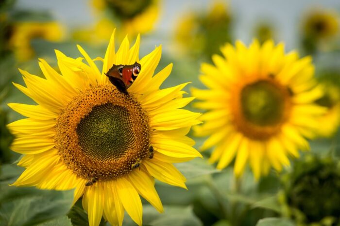 rzepak, rośliny oleiste, słonecznik