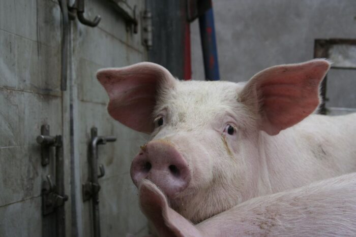 dopłaty do prywatnego przechowywania wieprzowiny, komisja europejska, rynek mięsa