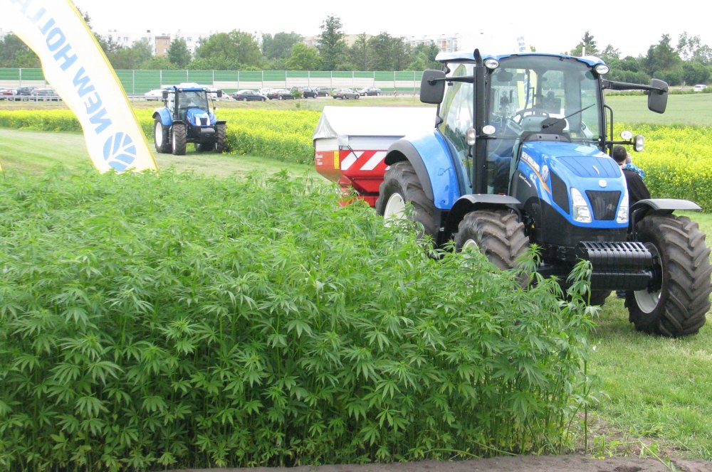 strategie grains, unijny eksport zbóż, rynek zbóż, pszenica