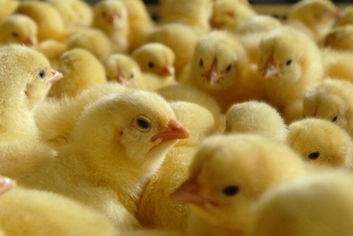 produkcja drobiu, eksport drobiu, konsumpcja drobiu