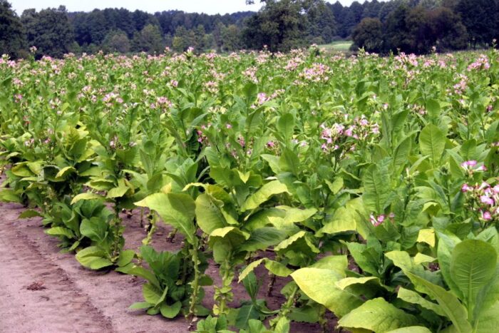 uprawa tytoniu w Polsce