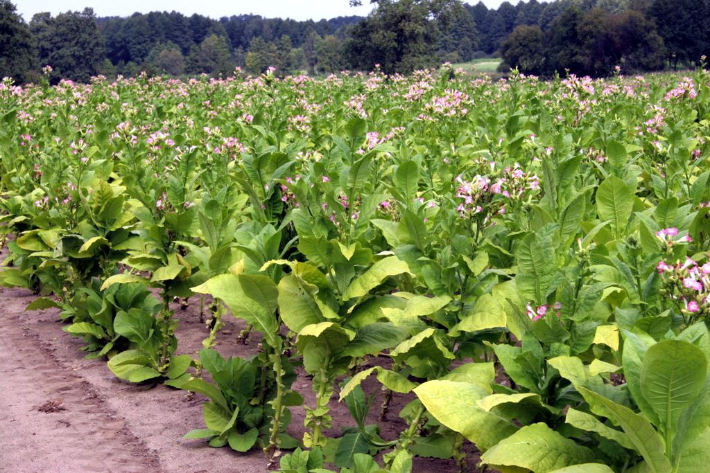 produkcja tytoniu w Polsce