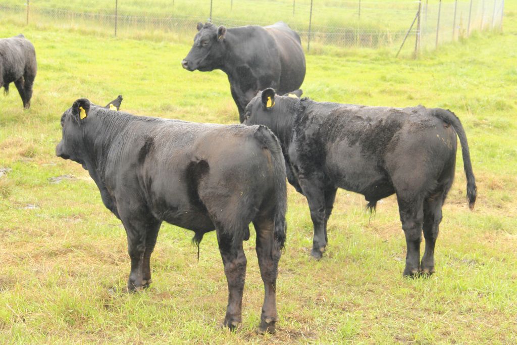 Trybunał Sprawiedliwości UE, tsue, Flandria, Menachem Margolin