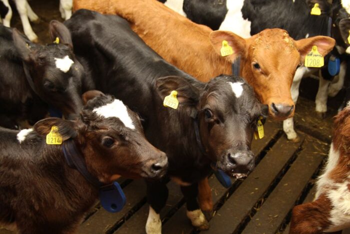 ubój na własne potrzeby, ubój zawodowy, ubój zwierząt, ministerstwo rolnictwa