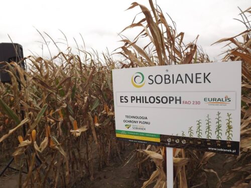 Demo Farma Sobianek, kukurydza, uprawa kukurydzy, Sobianek, Biała Podlaska, lubelskie