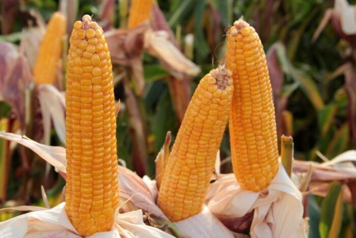 produkty roślinne, produkty rolno-spożywcze, gus, ceny produktów roślinnych