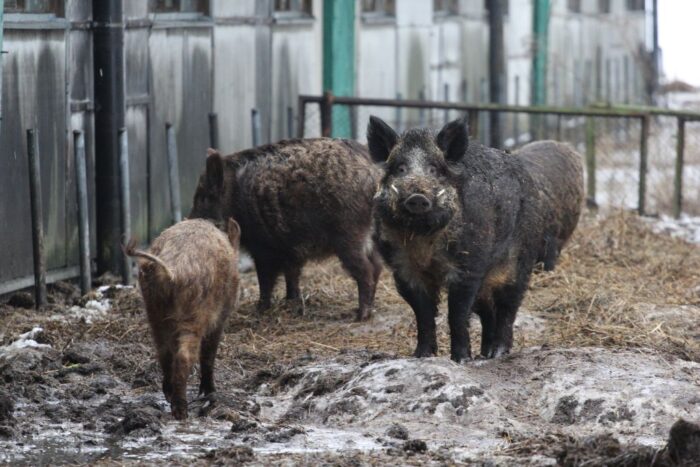 rozporządzenie w sprawie odstrzału dzików, odstrzał dzików, krzystof jurgiel