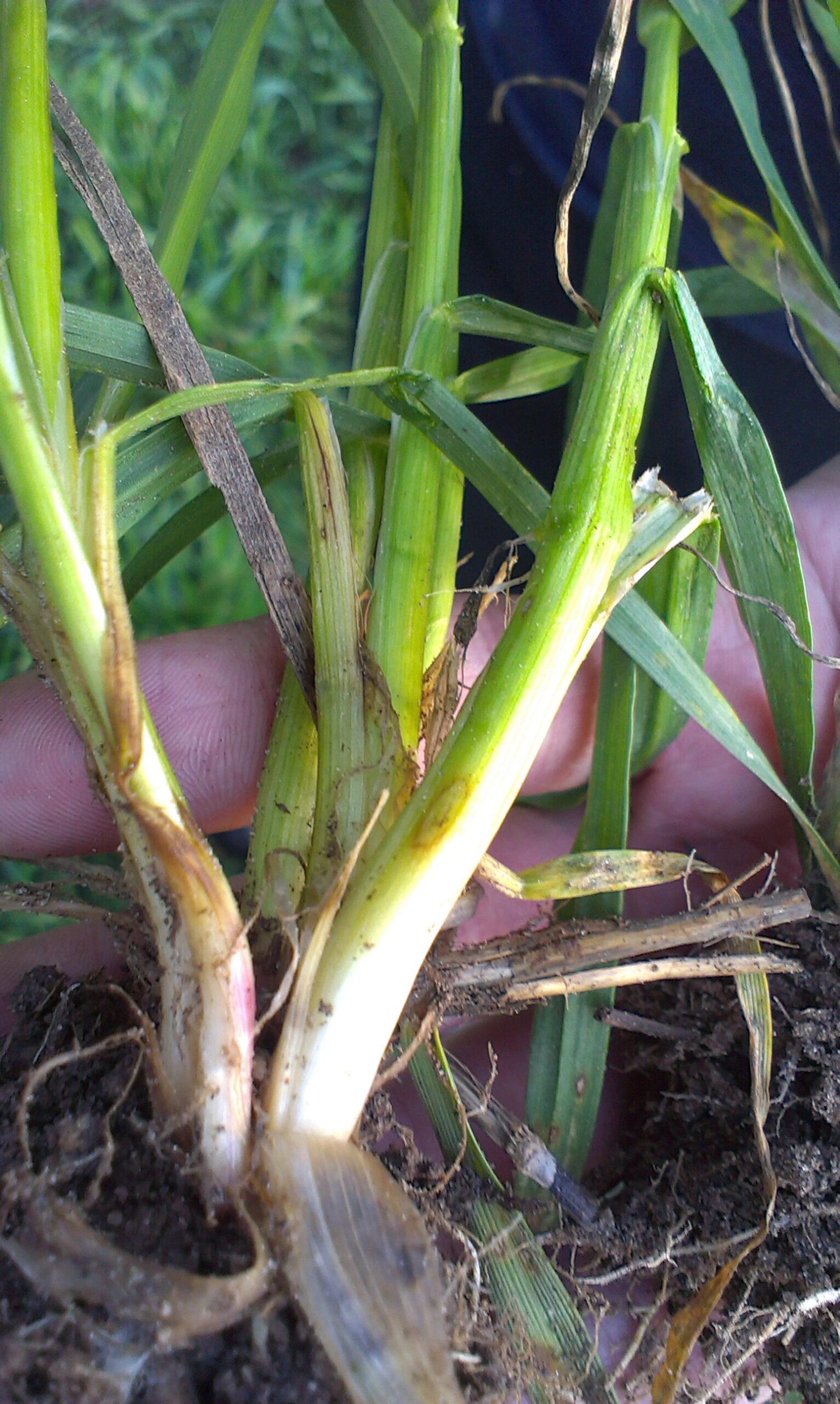 fuzaryjna zgorzel podstawy źdźbła