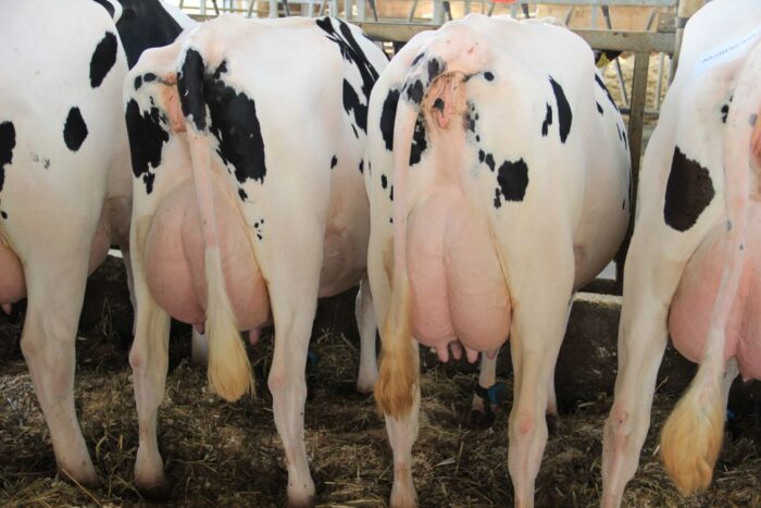 ocena genomowa bydła, Irlandia