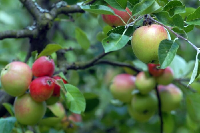 Polska jest pierwszym na świecie eksporterem jabłek