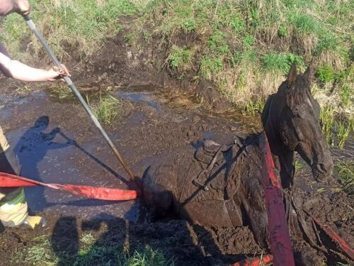 konie, koń w rowie, koń w szambie, kp psp staszów, osp barczewo