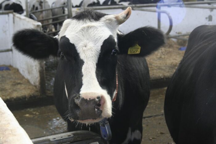 BSE, zagrożenie BSE, bydło, krowy