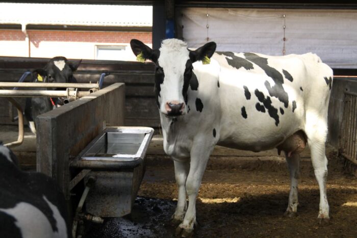 korowy pogłowie obora