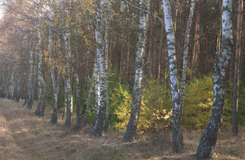 lasy_panstwowe_sprzedaz