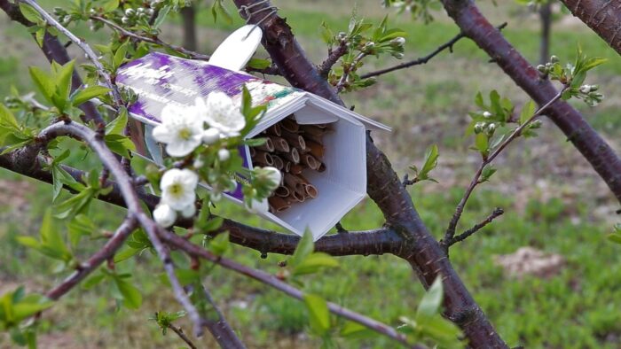 murarka ogrodowa, owady zapylające, pszczoły