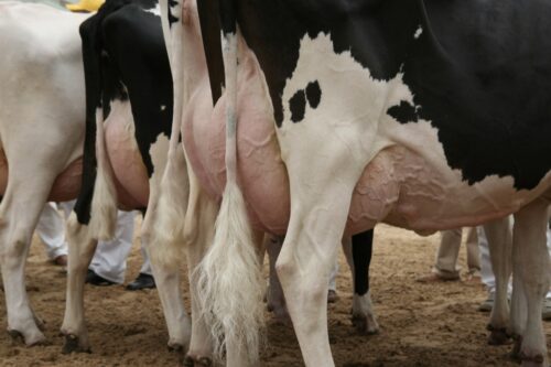 copa, cogeca, Mansel Raymond, rynek mleka