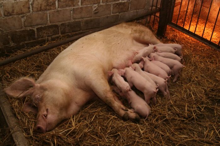 Koronawirus, COVID-19, zwierzęta hodowlane, dobrostan zwierząt, kwarantanna, POLPIG, wirus, hodowcy zwierząt, MRiRW