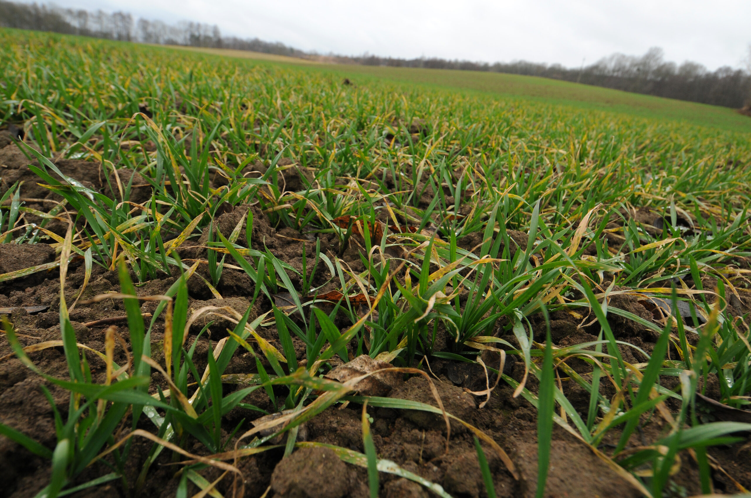 ozimina_zboze_grudzien