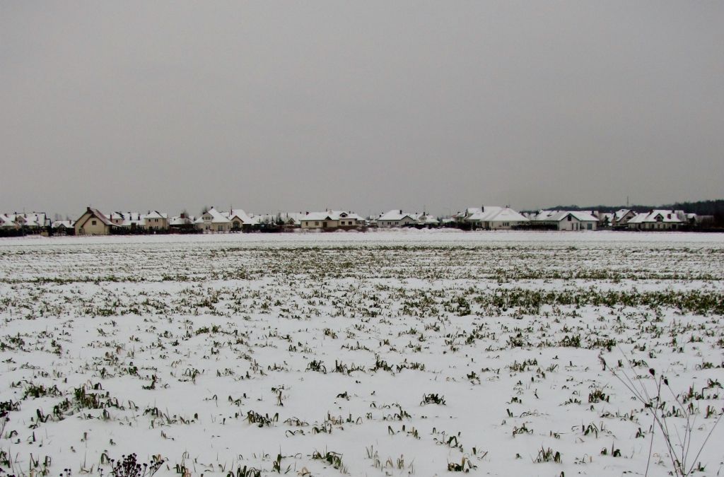 oziminy, Stanisław Kulwicki, bogdan bąk, Marek Radzimierski, Kujawsko-Pomorski Ośrodek Doradztwa Rolniczego