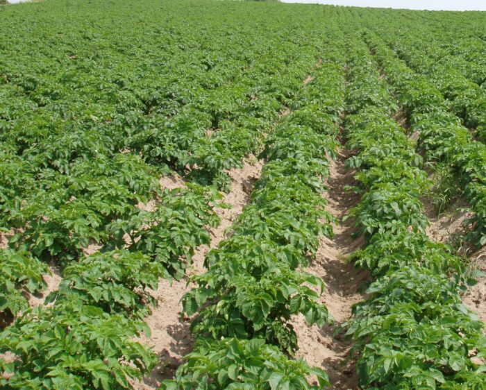chwasty_ziemniaki