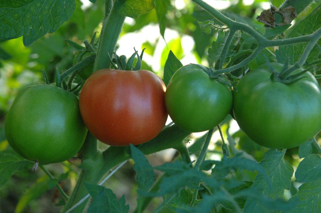 tatarstan, rosyjskie embargo, agryz, Rustem Adagamow