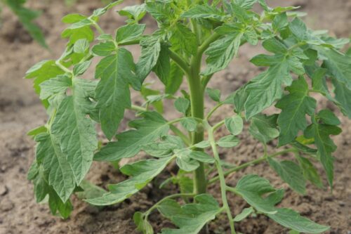 AllOrganic, nawóz dolistny, Organic Green Gold, OGG,nawóz, chlorella