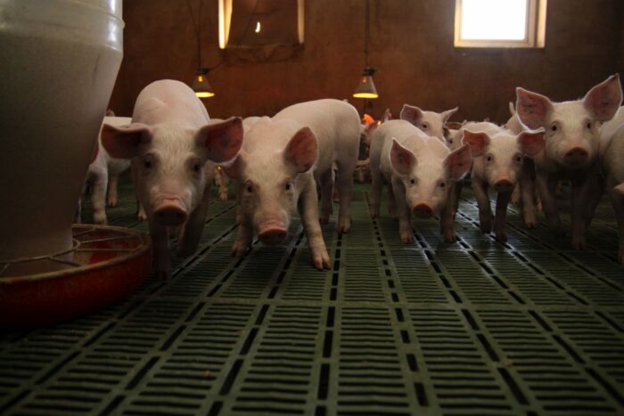 rośnie produkcja prosiąt, plenność loch