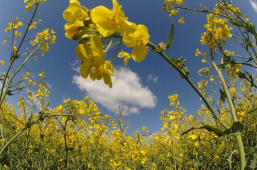 rzepak, sparks, transport morski