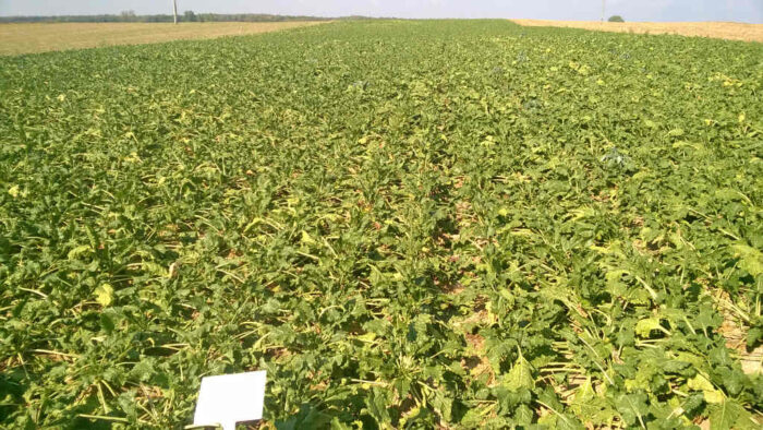 susza rolnicza, straty w uprawach z powodu suszy, szacowanie strat, niedobory wody, pomoc dla rolników, iung