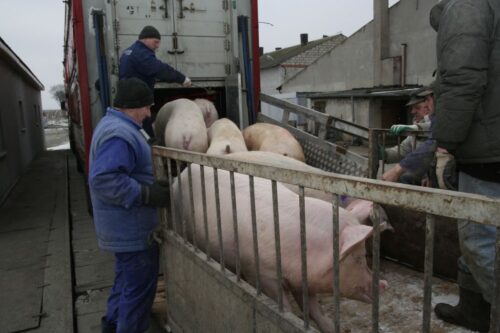 wieprzowina, rynek mięsa, ceny wieprzowiny