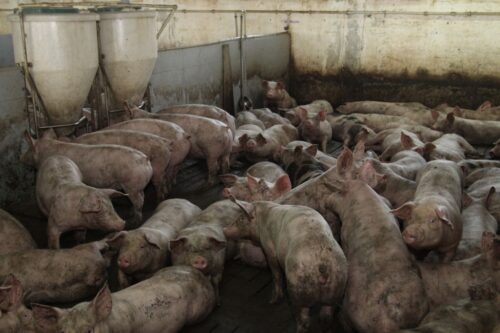 estonia, asf, wsparcie, trzoda chlewna