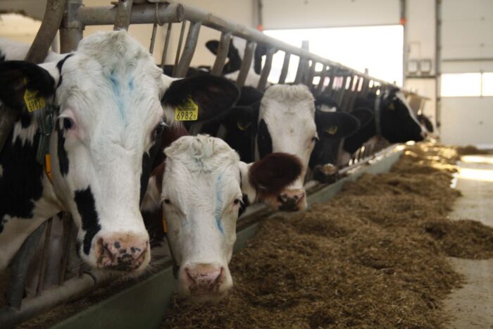 mleko, ocena użytkowości mlecznej, bydło mleczne, wydajność mleczna