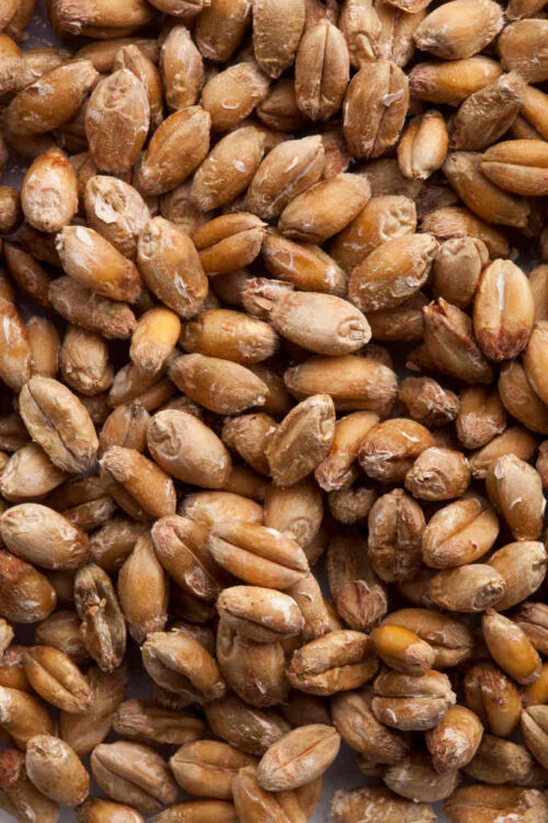 ziarno_nawozenie_donasienne