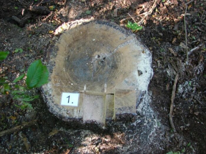 Za naruszenie zakazu wprowadzania do obrotu nielegalnie pozyskanego drewna grozi od 20 tys. zł do 200 tys. zł kary