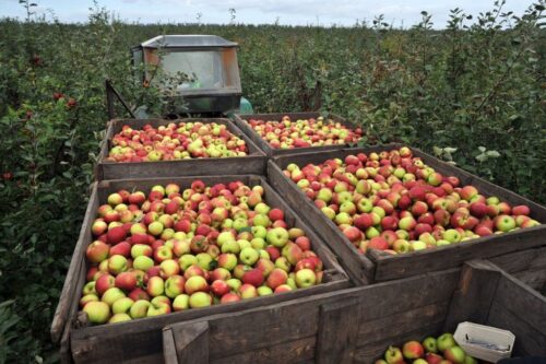 grupy producenckie, senat, Europejski Fundusz Rolny