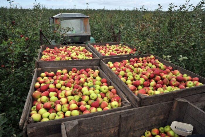 grupy producenckie, senat, Europejski Fundusz Rolny