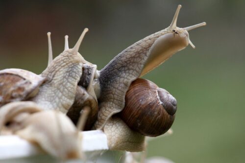 Pogoda nie sprzyja żerowaniu winniczka