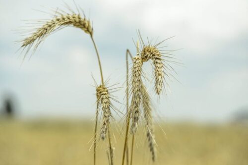 agro-park, lublin, targi rolnicze