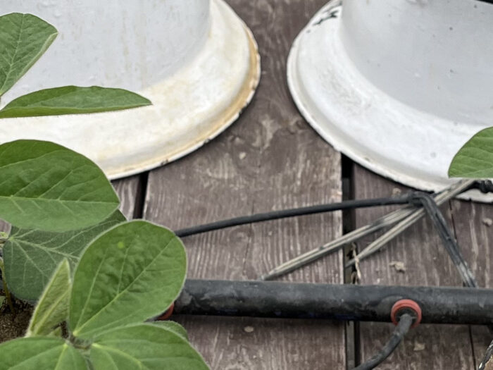 IUNG-PIB Puławy, wazony, hala wegetacyjna, kukurydza